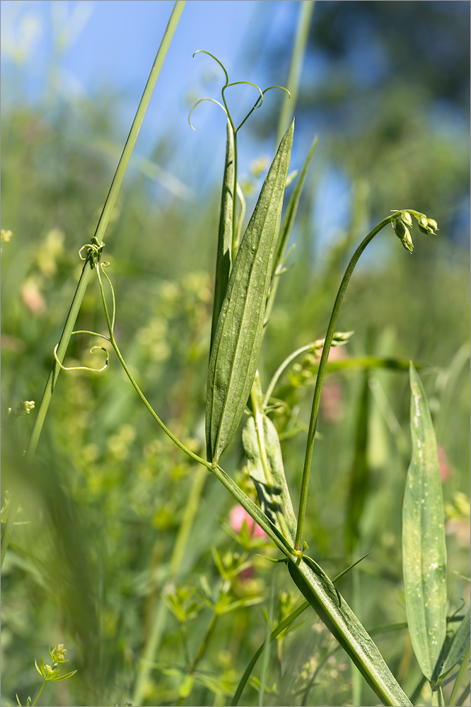 Изображение особи Lathyrus sylvestris.