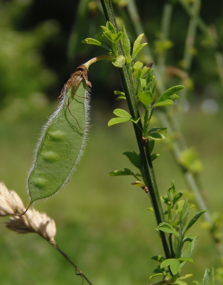 Изображение особи Sarothamnus scoparius.