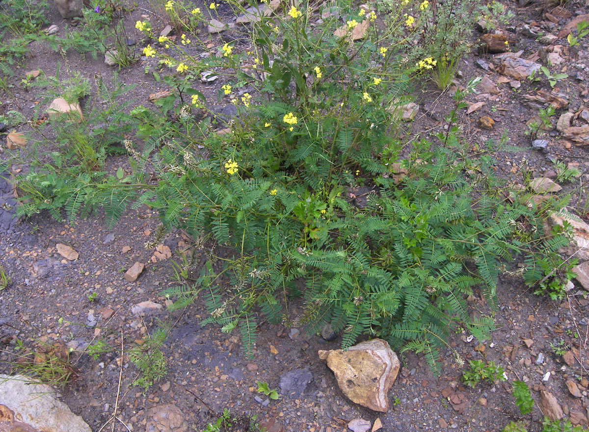 Изображение особи Astragalus falcatus.