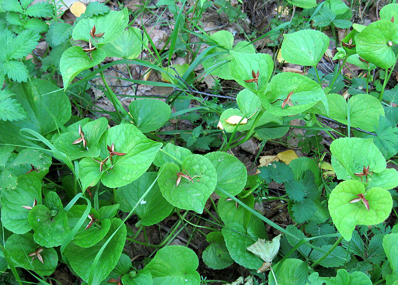 Изображение особи Viola mirabilis.