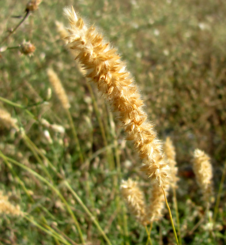 Image of Melica taurica specimen.