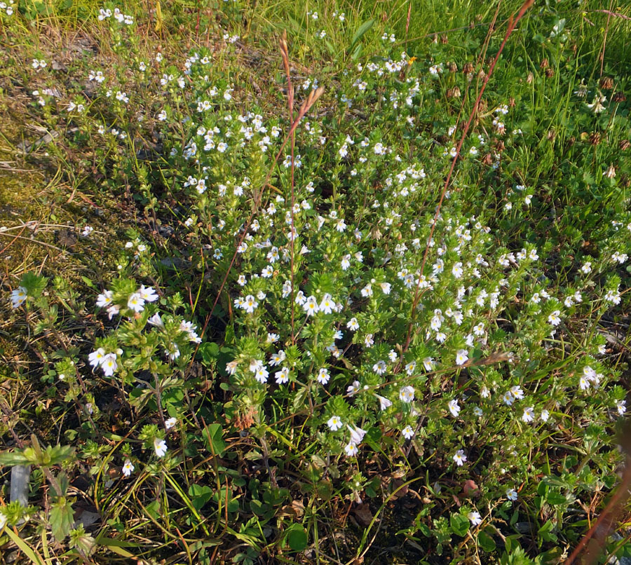 Изображение особи род Euphrasia.