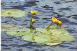 Nuphar lutea