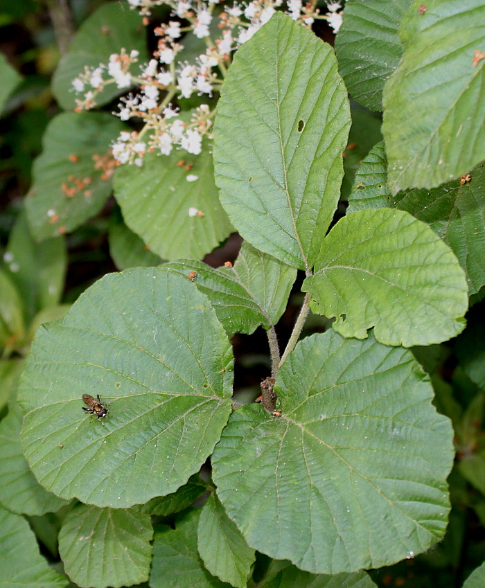 Изображение особи род Viburnum.