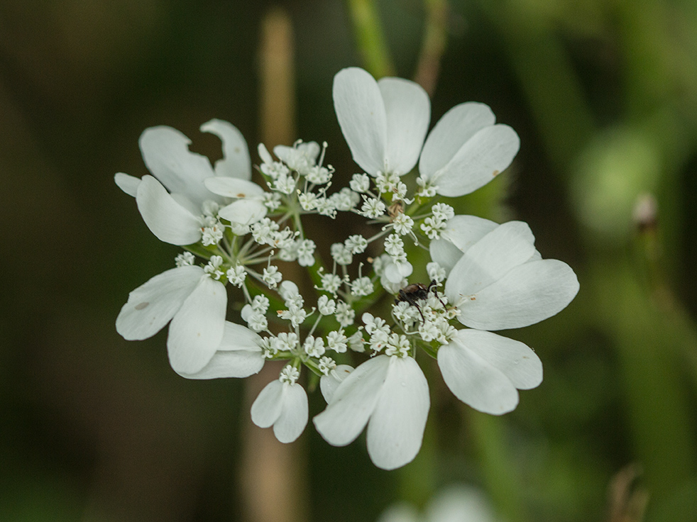 Image of genus Orlaya specimen.