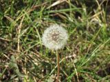 Taraxacum erythrospermum