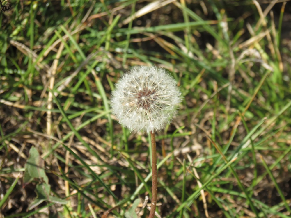 Изображение особи Taraxacum erythrospermum.