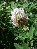 genus Trifolium. Соцветие. Крымский природный заповедник, Бабуган-Яйла. 19.07.2009.