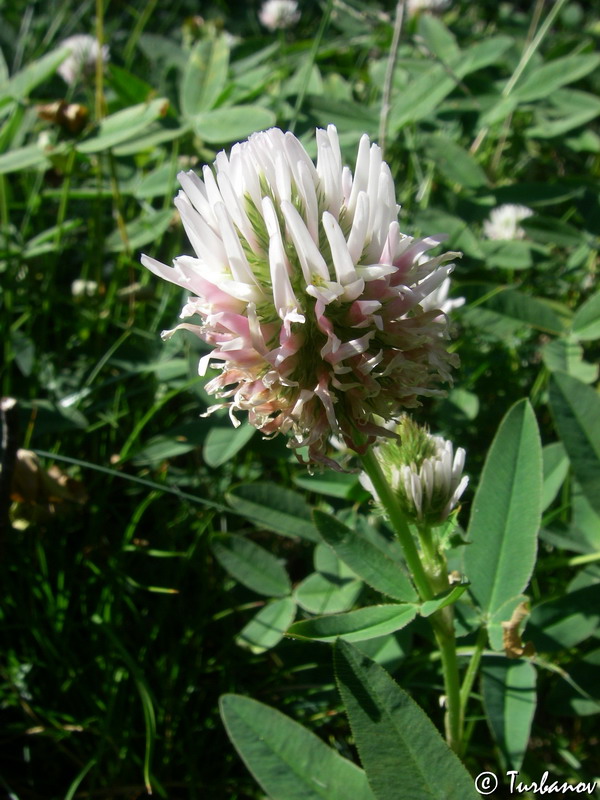 Изображение особи род Trifolium.