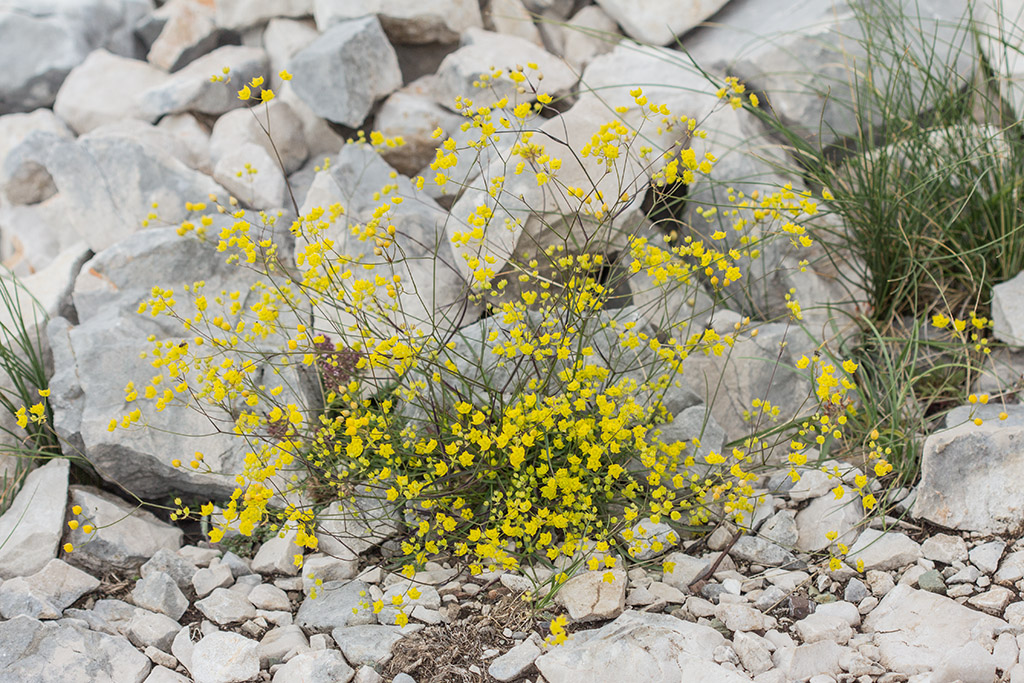 Image of Bupleurum karglii specimen.