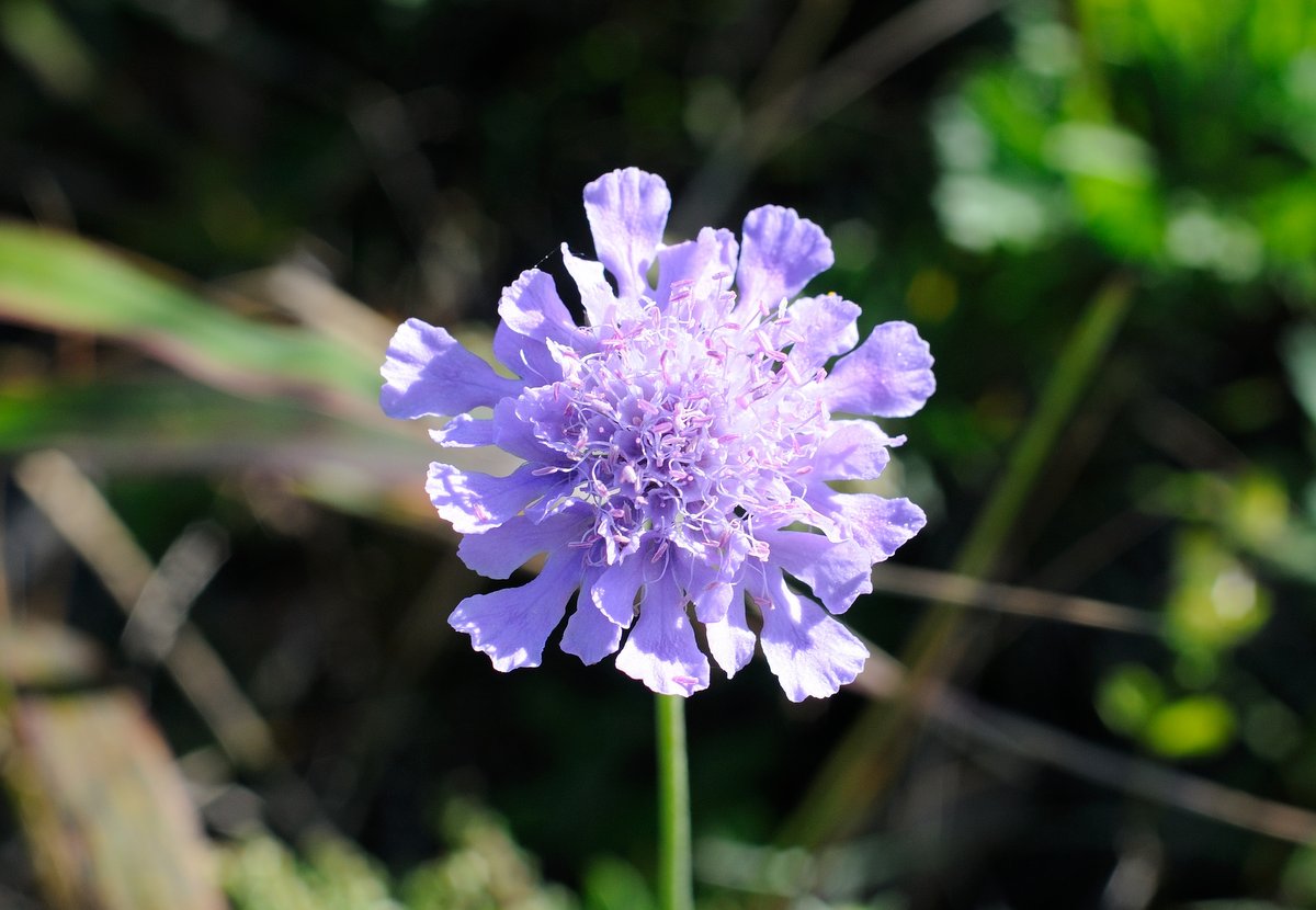 Изображение особи Scabiosa lachnophylla.