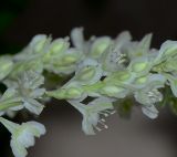 Fallopia baldschuanica