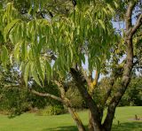 род Celtis. Стволы и часть кроны. Германия, г. Дюссельдорф, Ботанический сад университета. 05.09.2014.