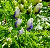 Aconitum × stoerkianum. Часть соцветия. Латвия, Рига, Ботанический сад Латвийского университета, участок непрерывного цветения. 01.08.2014.