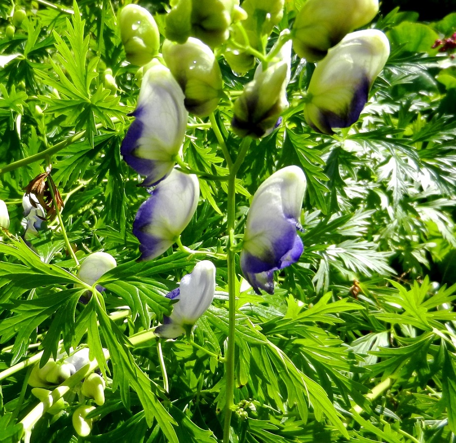 Image of Aconitum &times; stoerkianum specimen.