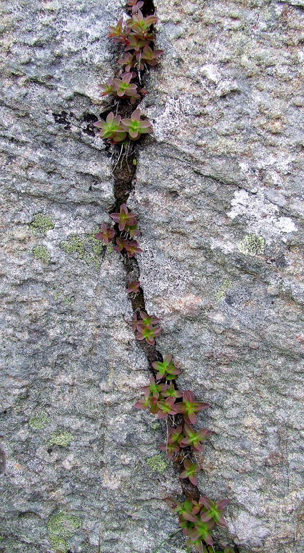 Image of Chamaepericlymenum suecicum specimen.