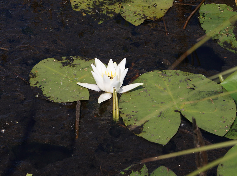 Image of Nymphaea candida specimen.