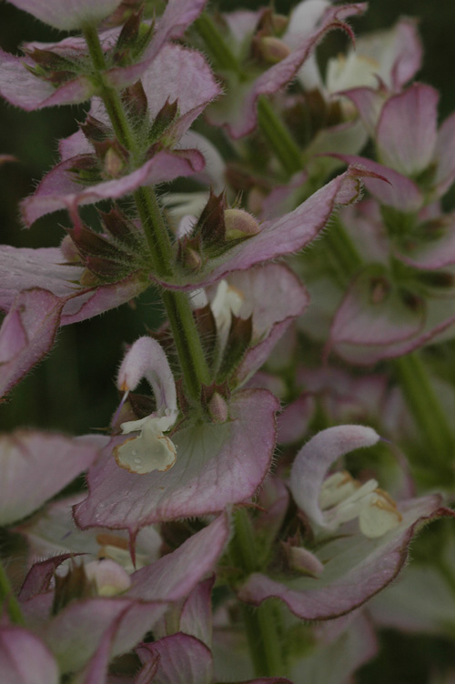 Image of Salvia sclarea specimen.