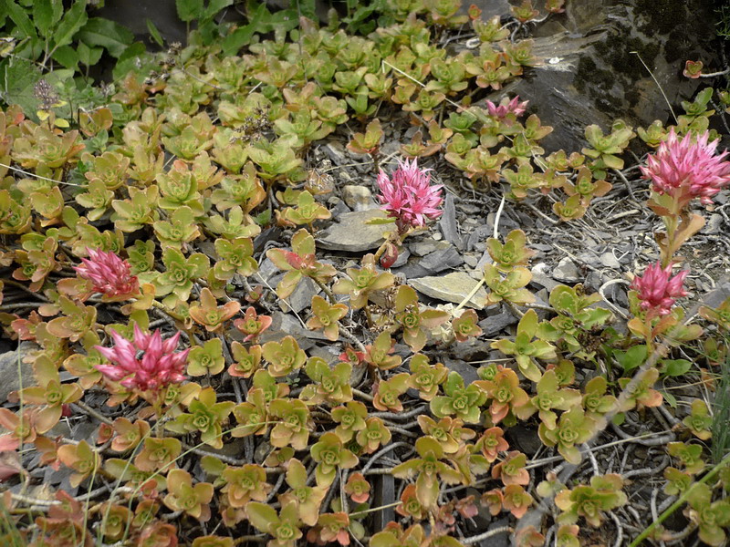 Изображение особи Sedum spurium.