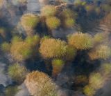 Myriophyllum verticillatum. Растения в воде. Псковская обл., Себежский национальный парк. 22.05.2009.