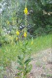 Verbascum blattaria