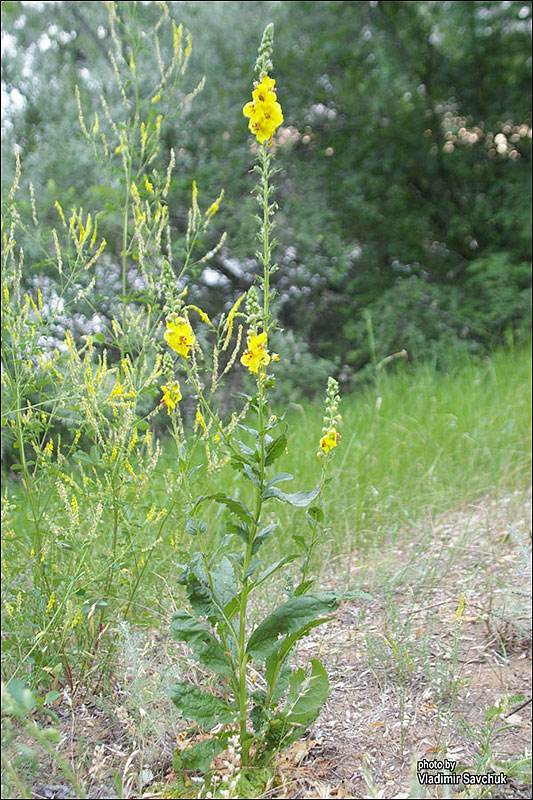 Image of Verbascum blattaria specimen.