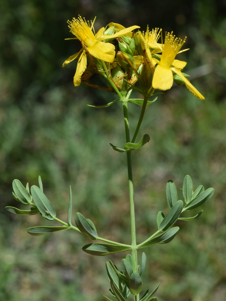 Изображение особи Hypericum perforatum.