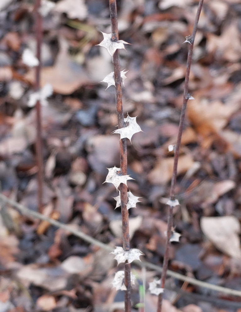 Image of Berberis koreana specimen.