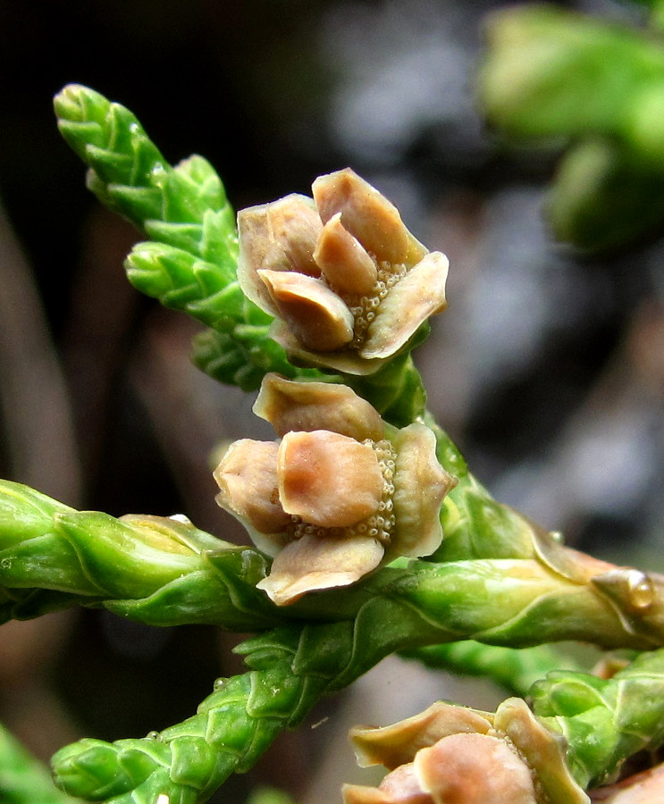 Изображение особи род Cupressus.