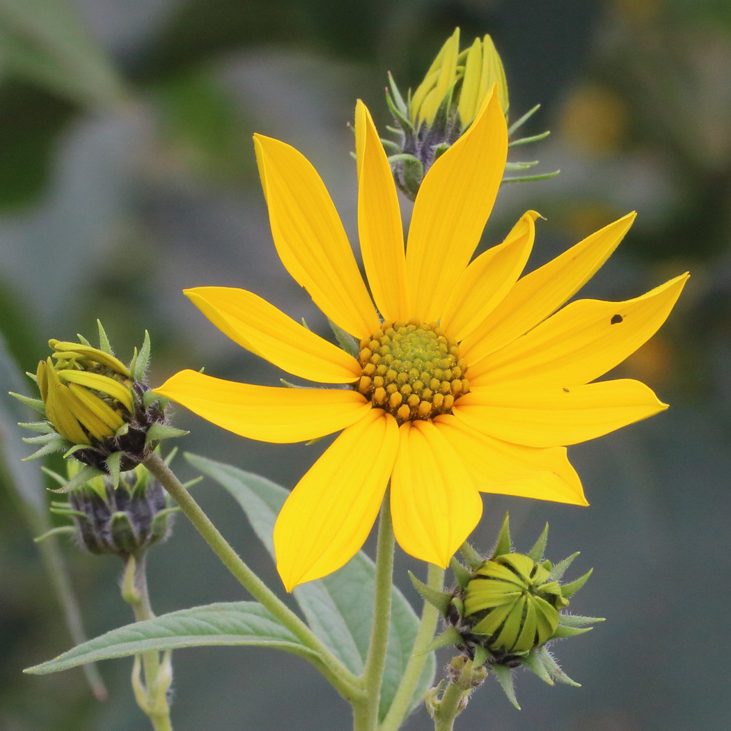 Изображение особи Helianthus tuberosus.