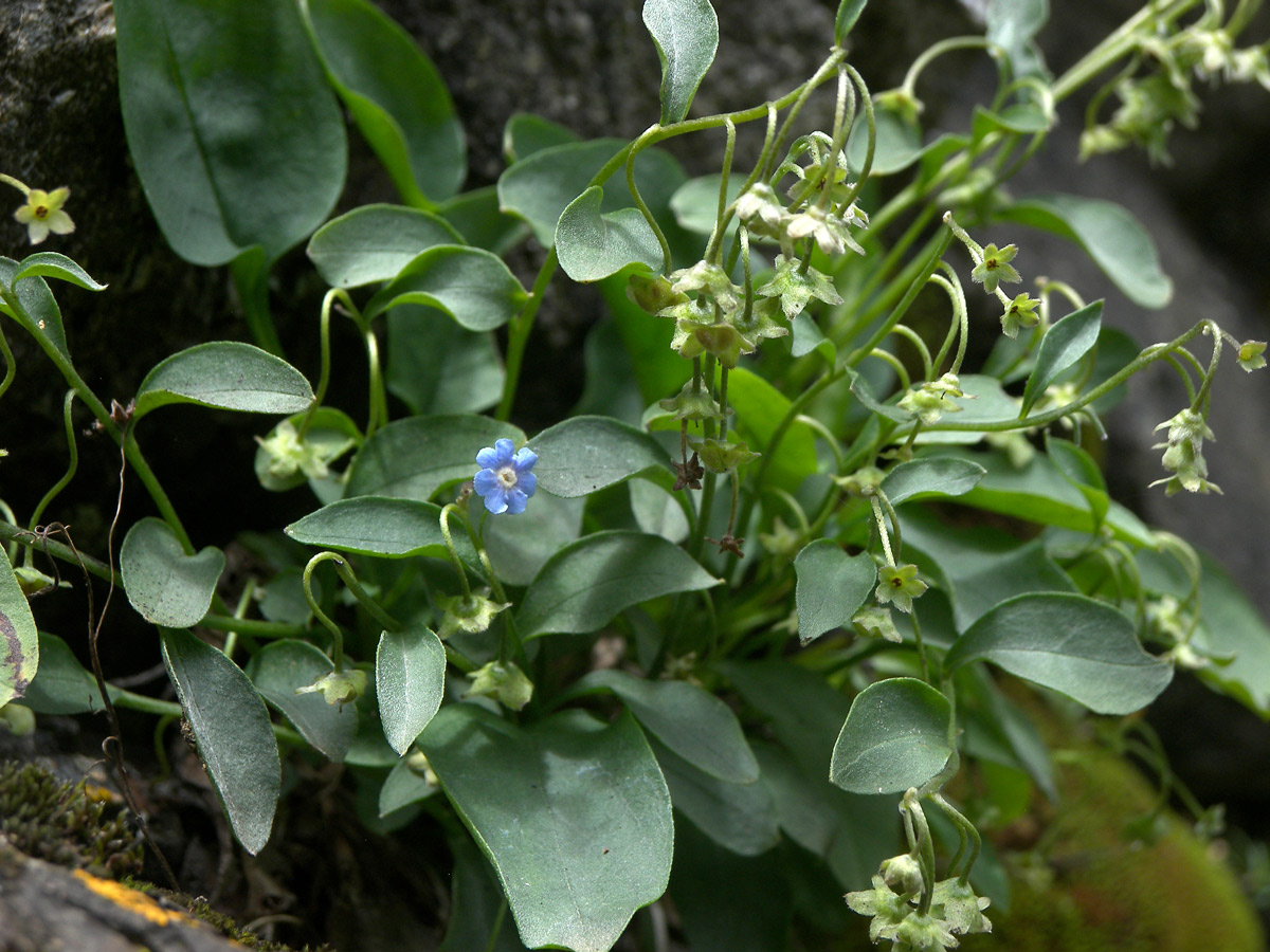 Изображение особи Omphalodes rupestris.