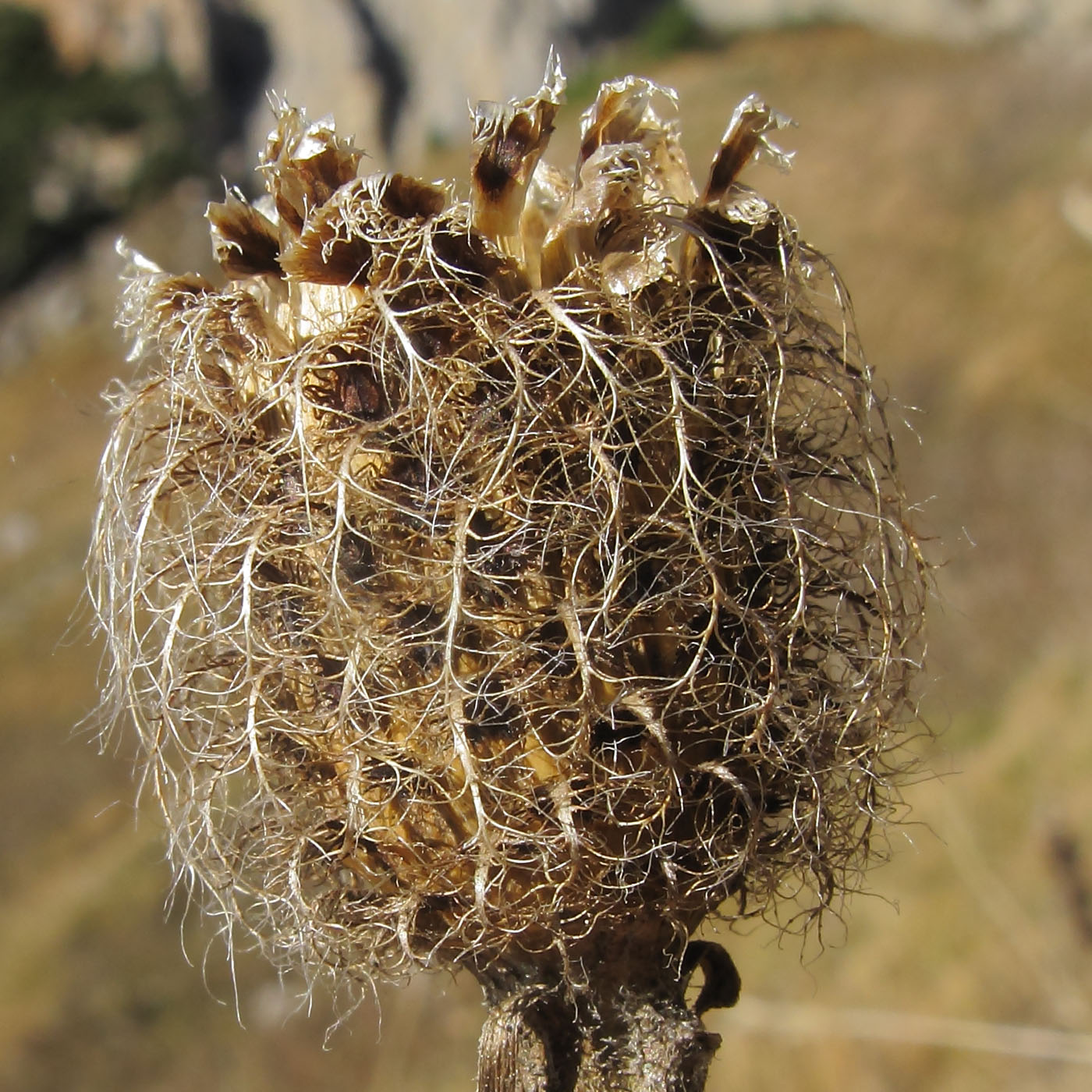 Изображение особи Centaurea alutacea.