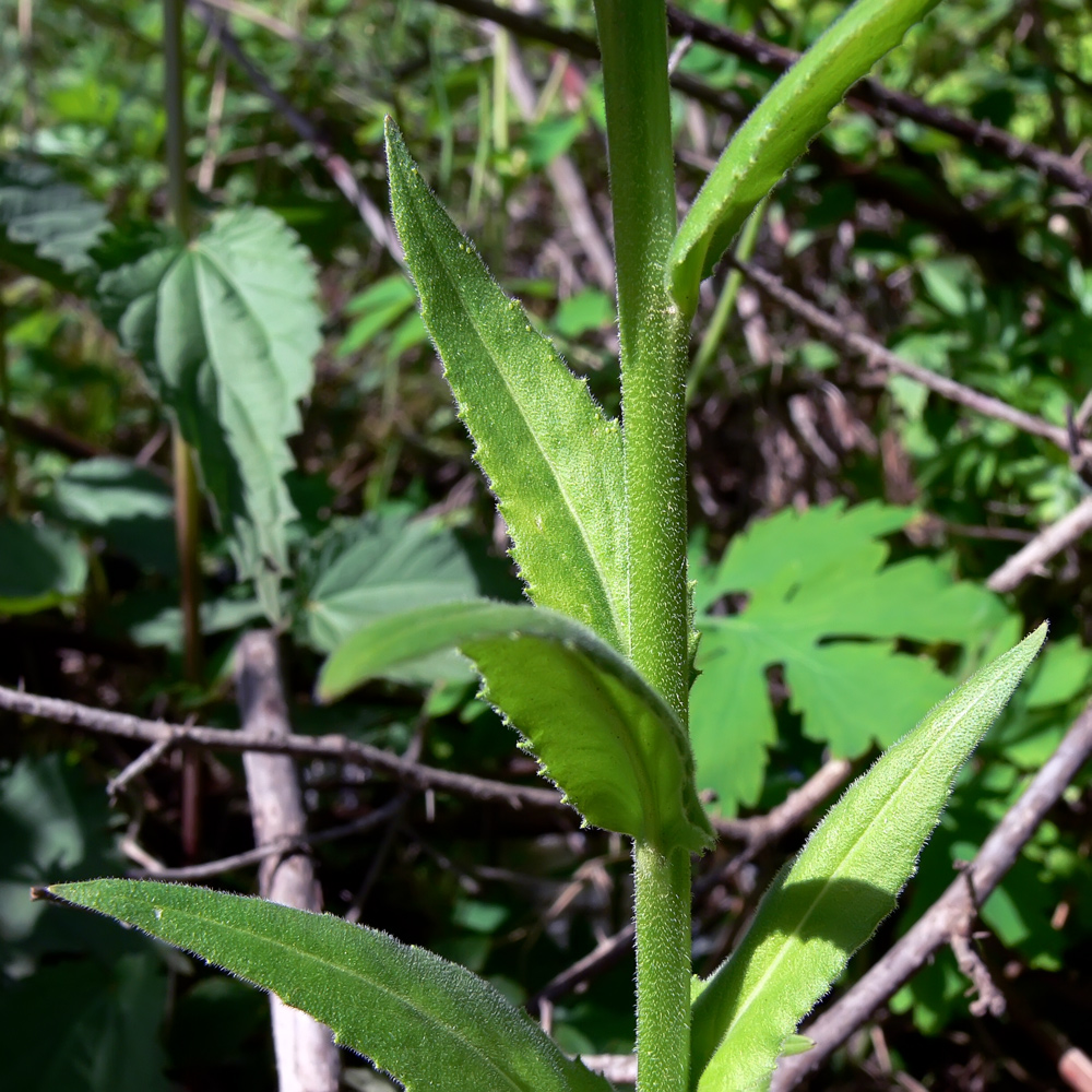 Image of Hesperis matronalis specimen.