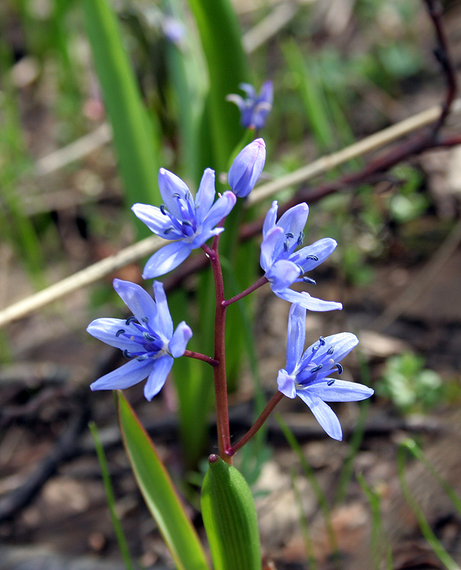 Изображение особи Scilla bifolia.