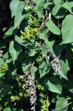 Syringa vulgaris. Верхушка побега с незрелыми и прошлогодними плодами. Московская обл., Шатурский р-н, окр. пос. Туголесский Бор, садовый участок. 09.07.2012.