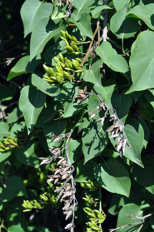 Image of Syringa vulgaris specimen.