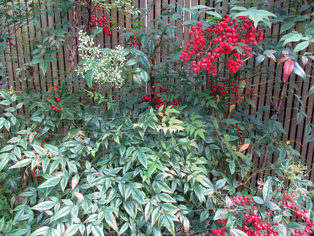 Изображение особи Nandina domestica.