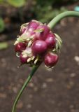 Allium sativum