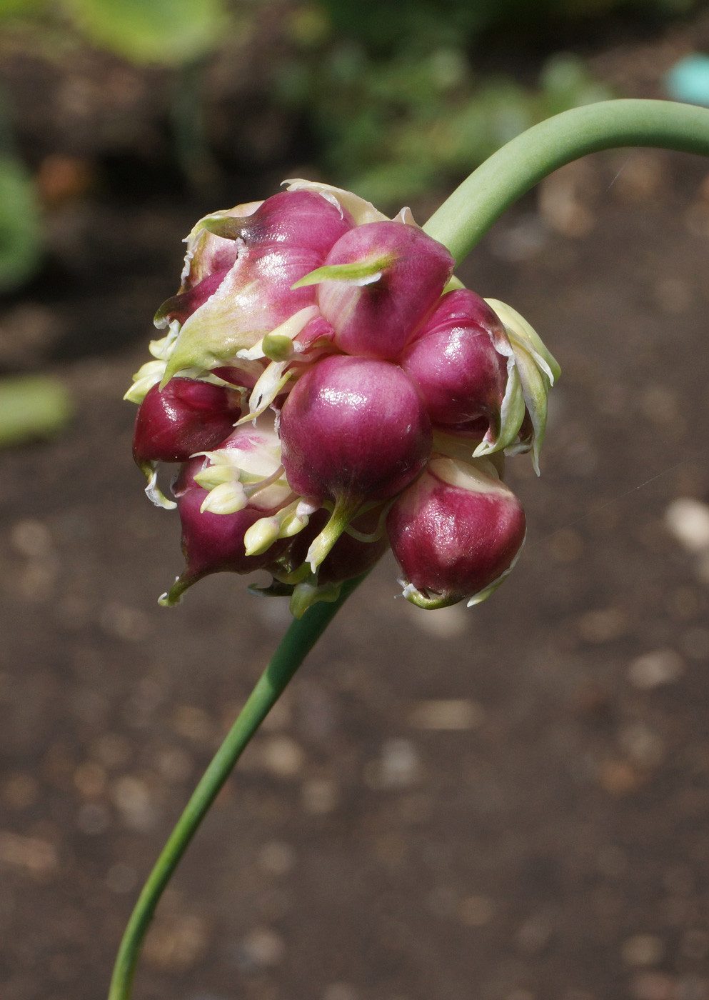 Изображение особи Allium sativum.