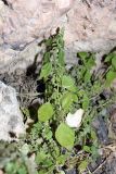 Parietaria chersonensis. Плодоносящее растение в скалистом гроте. Южный Казахстан, горы Алатау (Даубаба), Западное ущелье. 24.07.2014.