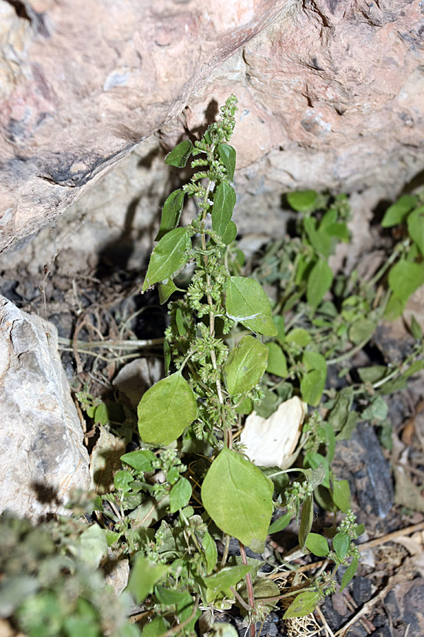 Изображение особи Parietaria chersonensis.