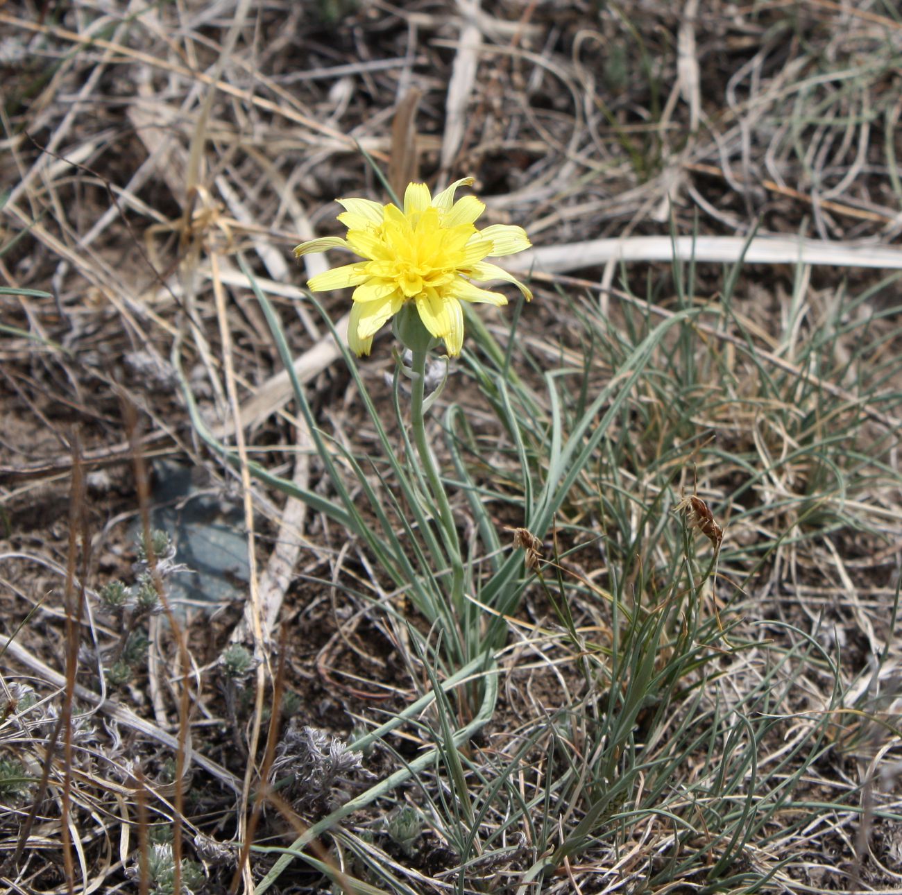 Image of Scorzonera austriaca specimen.