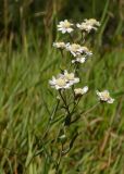 Achillea ptarmica. Верхушки цветущих растений. Новгородская обл., Боровичский р-н, ок. 1 км восточнее дер. Селино, луг. 25.07.2015.