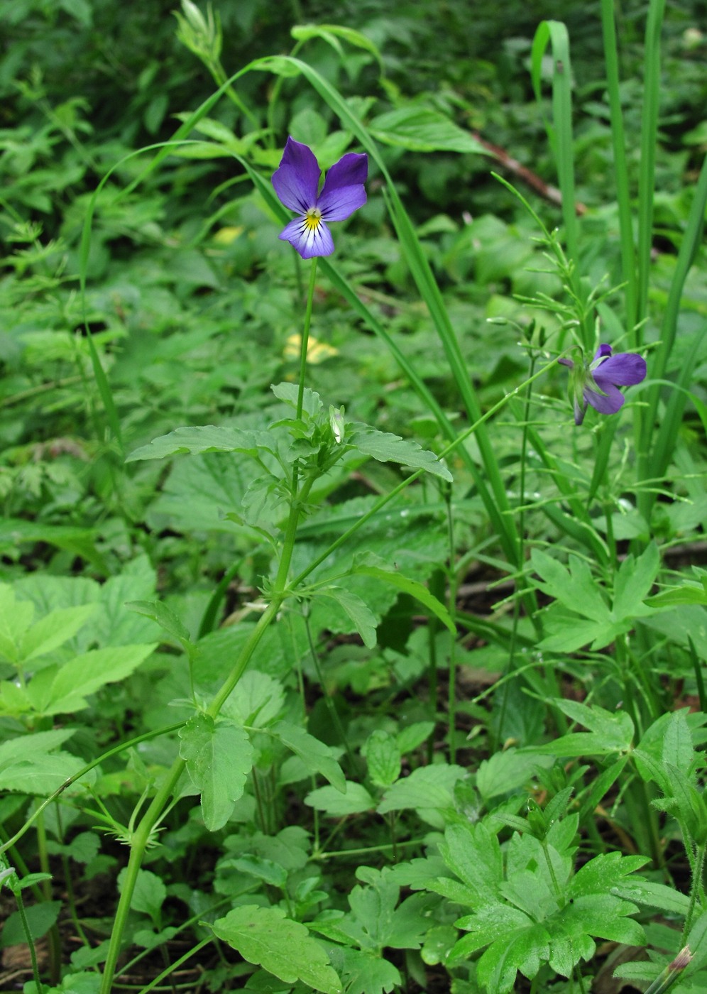 Изображение особи Viola tricolor.