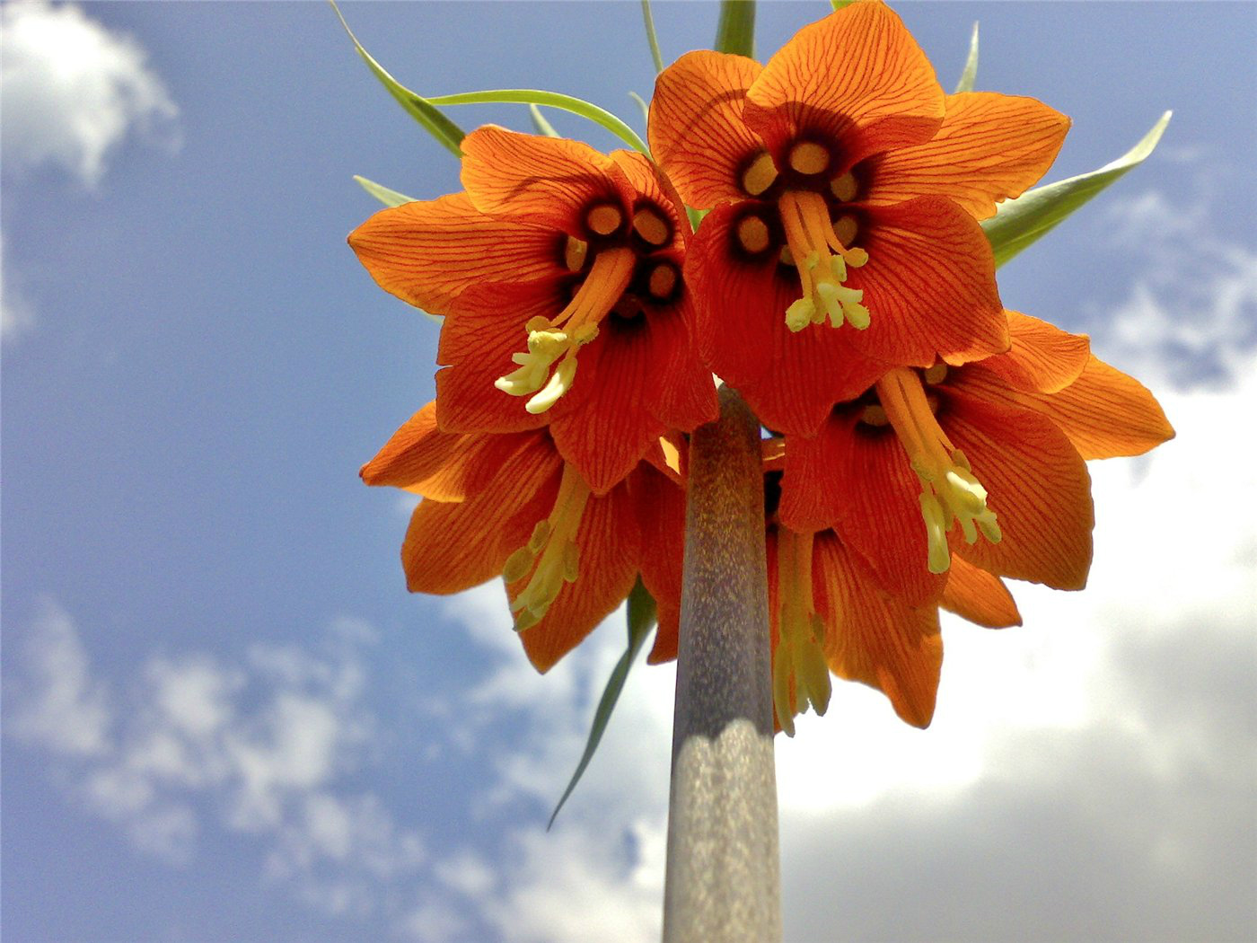 Image of Fritillaria imperialis specimen.