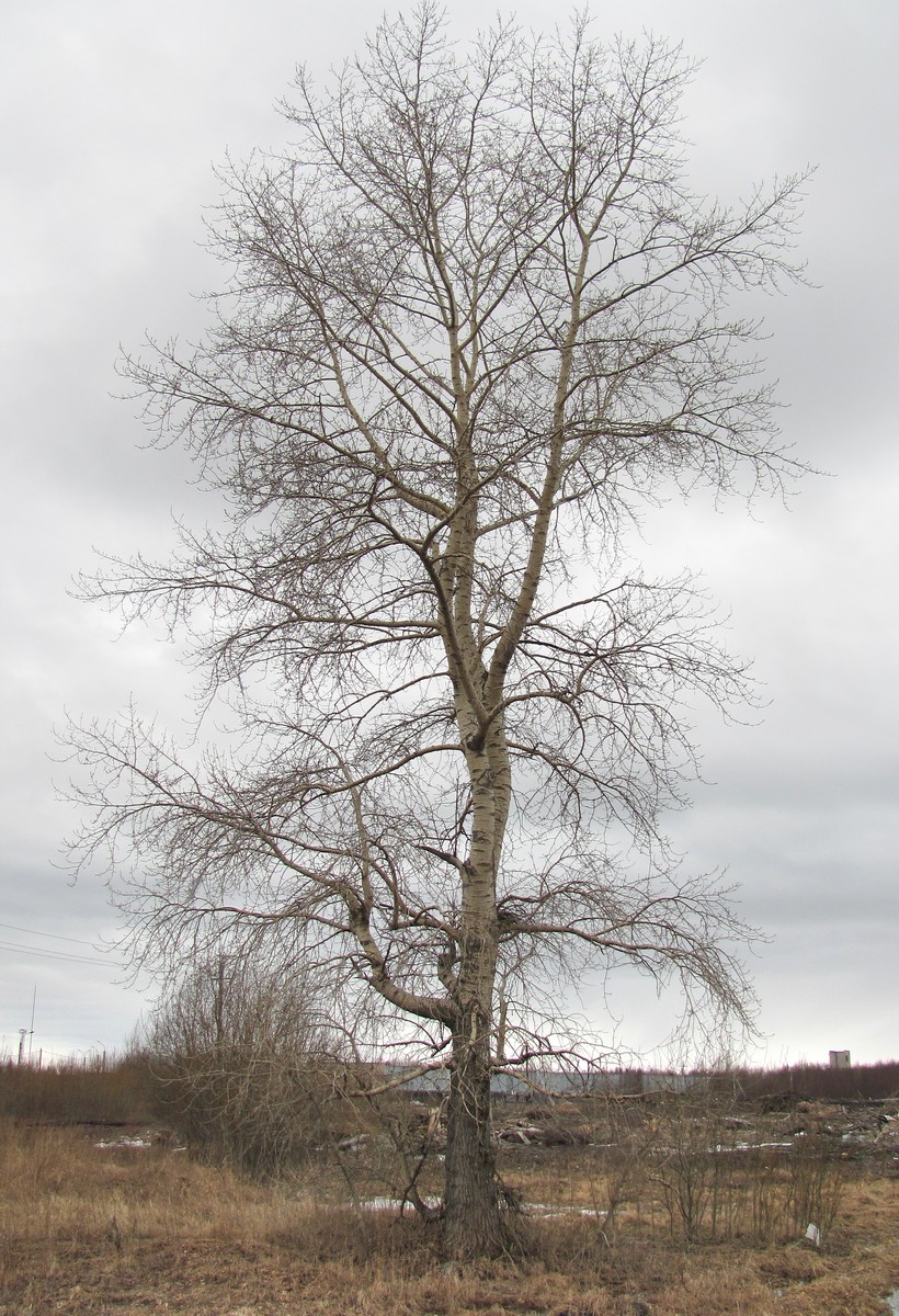 Image of Populus &times; sibirica specimen.