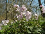 Cardamine quinquefolia