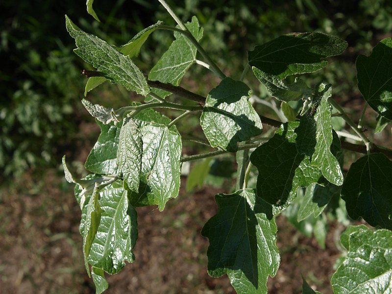 Image of Populus alba specimen.