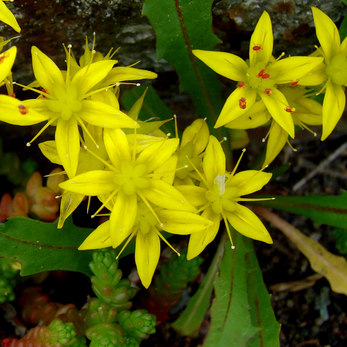 Image of Sedum acre specimen.