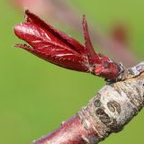 Image of taxon representative. Author is Анатолий Кузьмин